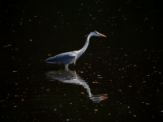 Gray heron reflected in a pond 3