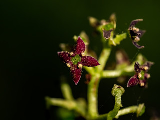 small aucuba japonica flowers in bloom 3