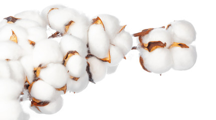 Cotton flowers on white background