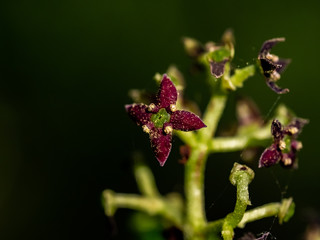 small aucuba japonica flowers in bloom 6