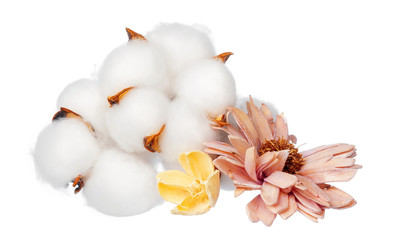 Obraz na płótnie Canvas Cotton flowers on white background