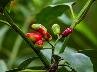 Japanese Aucuba berries turning read