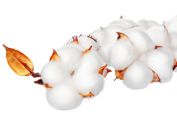 Cotton flowers on white background