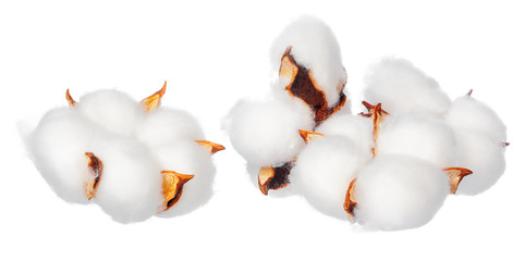 Cotton flowers on white background