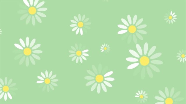 Summer chamomile flowers minimal abstract motion design