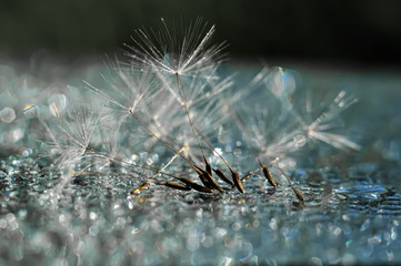 Still life with dandelion seeds