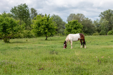 Fototapeta na wymiar White Brown Horse Grazing in Serbia Spring Time