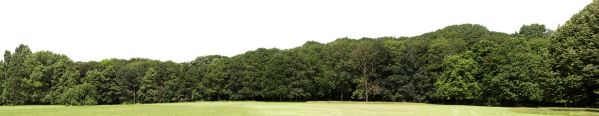 Very high definition Treeline isolated on a white background