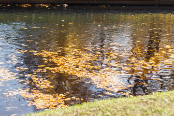 photo autumn Golden leaves floating on the river in the Park