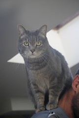 Chat avec son maître