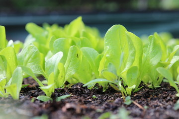 young green fresh salad