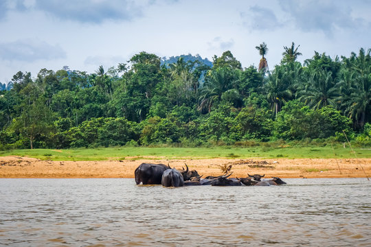 Wild buffalos in a River, Taman Negara national park, Malaysia
