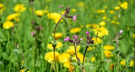 Rote Lichtnelke und gelbe Löwenzahnblüten auf einer Wildblumenwiese in der Morgensonne