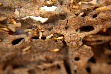 closeup termite in nest