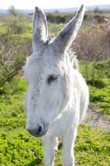 Close up portrait of a white donkey