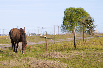 Naklejka premium Horse grazing in a meadow