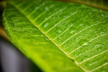 Rain on the leaves after rain