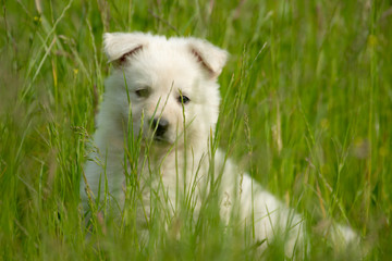 Weißer Schweizer Schäferhund - Berger Blanc Suisse