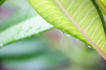 Rain on the leaves after rain