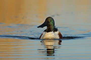 duck in water