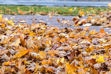 autumn yellow leaves on the background of trees in the Park