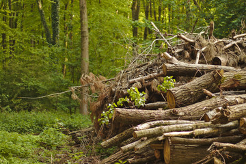 Fototapeta na wymiar Woodpile in the forest