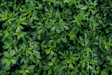 Fototapeta na wymiar green plant texture