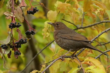 bird on a branch