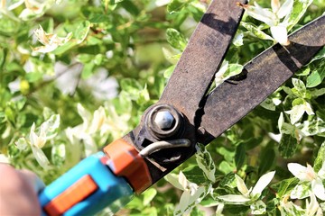 pruning shears