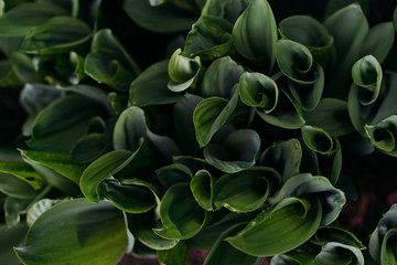  leaves of lily of the valley flower