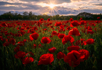 Poppy field in golden hour