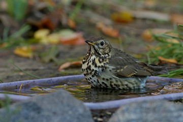 bird on a branch