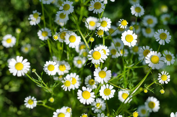 Blooming camomile flowers in a garden. Medical chamomille