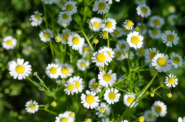 Fototapeta premium Blooming camomile flowers in a garden. Medical chamomille