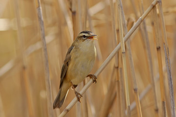 bird on a branch