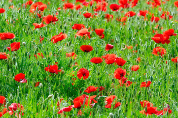 Poppy field in Loire valley