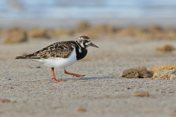 bird on the beach