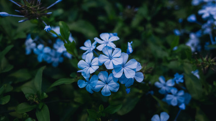 blue flowers on a background
