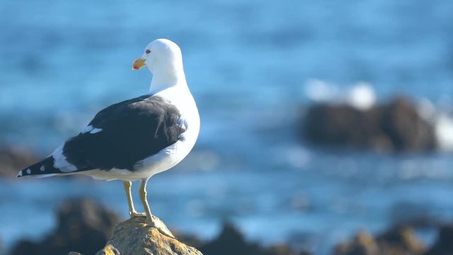 Southern black-backed gull on a rock on a sunny day