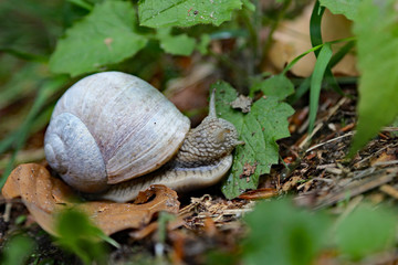 Schnecke