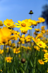 Obraz premium Little wild flowers in full bloom