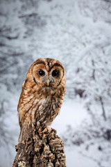 Stunning portrait of Tawny Owl Strix Aluco on Winter snow forest background