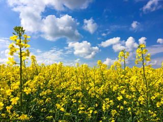 Spring Landscape with Fields of Oilseed Rape in Bloom under Blue Sky with Cumulus Clouds