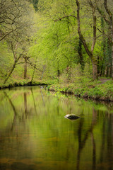 Stunning peaceful Spring landscape image of River Teign flowing through lush green forest in English countryside