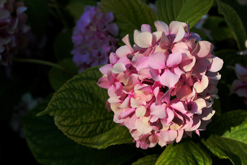 Rose Hydrangea with green leaves in the garden.