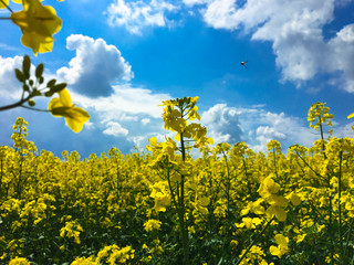 Spring Landscape with Fields of Oilseed Rape in Bloom under Blue Sky with Cumulus Clouds