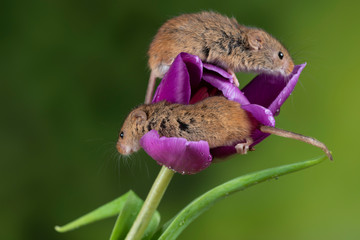 Adorable cute harvest mice micromys minutus on purple tulip flower foliage with neutral green nature background