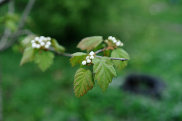  bush with white flowers, bird cherry