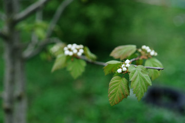  bush with white flowers, bird cherry