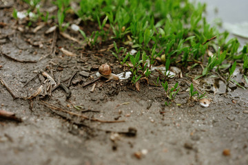 snail crawls after rain, selective focus